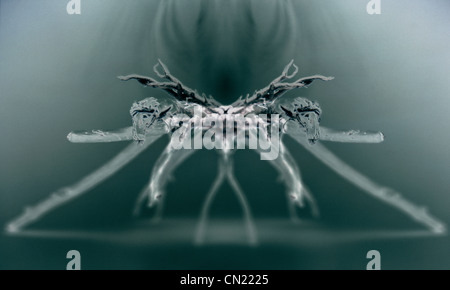 La imagen de rayos X de una araña