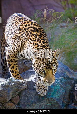 Una hembra joven jaguar silenciosamente los tallos de Bush en el sur de México en busca de presas Foto de stock