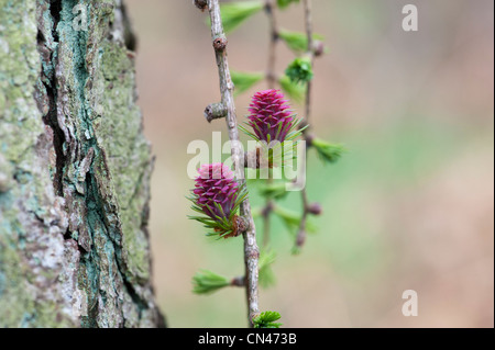 Larix decidua. Árbol de alerce flor femenina en primavera Foto de stock