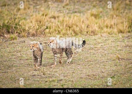 Dos pequeños cachorros de guepardo Acinonyx jubatus, Reserva Nacional de Masai Mara, Kenya, Africa.