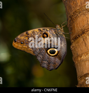 Un Cárabo Butterfly (Caligo Memnon) apoyada en el árbol Foto de stock