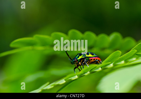 Joya verde escarabajo en la naturaleza o en el bosque Foto de stock