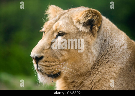 León asiático (Panthera leo persica Foto de stock