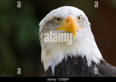 El águila calva (Haliaeetus leucocephalus