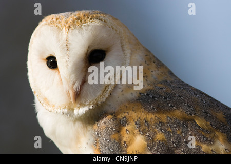 Close Up retrato de una lechuza (Tyto alba