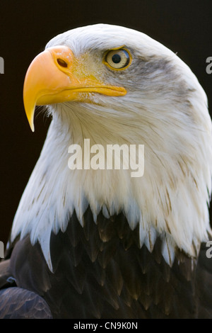 El águila calva (Haliaeetus leucocephalus Foto de stock