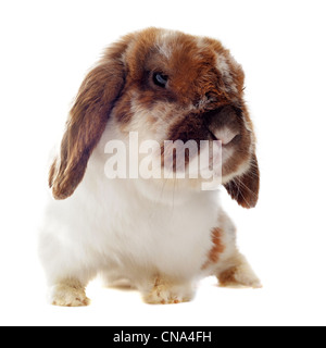 Retrato de un lindo cachorro de raza chihuahua y bunny delante de un fondo blanco Foto de stock