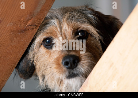 Un joven cachorro de raza mixta mira a través de un espacio entre dos tablas de madera. Profundidad de campo.