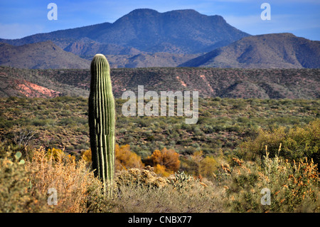 Paisaje del desierto de Arizona con cactus en otoño Foto de stock