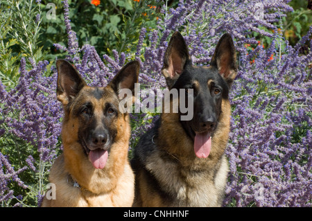 Dos perros Pastor Alemán en frente de flores-head shots