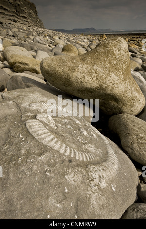 Los fósiles de ammonites expuestos en la roca de la playa, cerca de Lyme Regis, Sitio del Patrimonio Mundial de la Costa Jurásica, en Dorset, Inglaterra, octubre Foto de stock