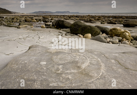 Los fósiles de ammonites expuestos en la roca de la playa, cerca de Lyme Regis, Sitio del Patrimonio Mundial de la Costa Jurásica, en Dorset, Inglaterra, octubre Foto de stock