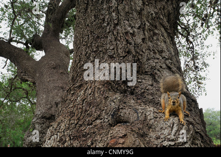 Fox oriental Ardilla (Sciurus niger), adulto en Live Oak (Quercus virginiana), Dinero, el lago de Corpus Christi, el sur de Texas, EE.UU. Foto de stock