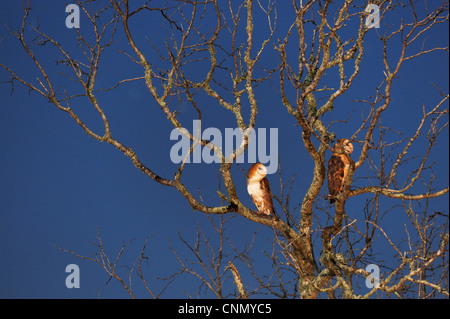 Lechuza de Campanario (Tyto alba), de adultos por la noche, Dinero, el lago de Corpus Christi, el sur de Texas, EE.UU.