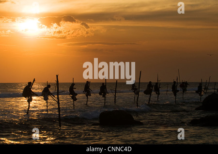 Los pescadores de Sri Lanka encaramado sobre zancos durante la puesta de sol en Midigama. Foto de stock