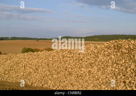 La remolacha azucarera (Beta vulgaris var. altissima), almacenamiento en el campo, Alemania, Baviera Foto de stock