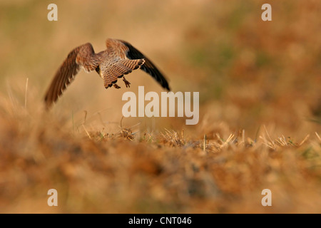 Cernícalo común (Falco tinnunculus), despegando desde un campo de rastrojo, Alemania, Renania-Palatinado Foto de stock