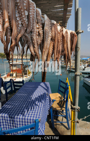 (Octopoda octopods, pulpos, Octobrachia), colgó en un puerto griego, Grecia, Peloponnes, Mani, Githio Foto de stock