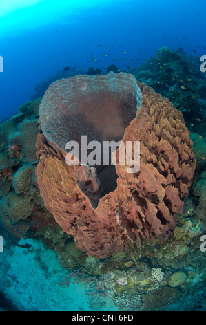 Una esponja Barril (Xestosongia testudinaria) acoplado a una pared de coral en el sur de la Bahía de Kimbe Emma, Arrecife, Papua Nueva Guinea. Foto de stock