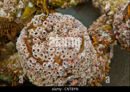 Mar seapox pox percebe crustáceo Balanidae sentado en una rama de madera