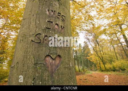 Tres nombres tallados en la corteza de un árbol, Alemania, Renania-Palatinado Foto de stock