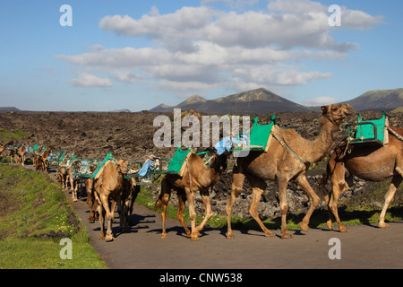 Un dromedario, jorobas de camello (Camelus dromedarius), dromedario en el Parque Nacional de Timanfaya, en Lanzarote, Islas Canarias, Lanzarote, el Parque Nacional de Timanfaya Foto de stock