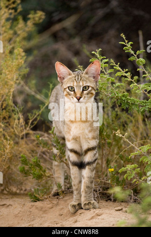 Gato Montés africano (Felis lybica, Felis libyca, Felis silvestris lybica, Felis silvestris libyca), en la espesura, Sudáfrica, el Kalahari Foto de stock