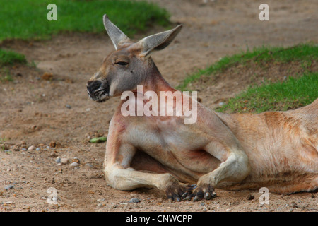 Canguro rojo, llanuras de Kangaroo, azul flier (Macropus rufus, Megaleia rufa), Sleepy acostado en el suelo Foto de stock