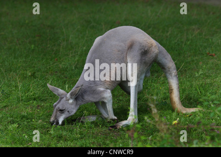 Canguro rojo, llanuras de Kangaroo, azul flier (Macropus rufus, Megaleia rufa), pastando en una pradera Foto de stock
