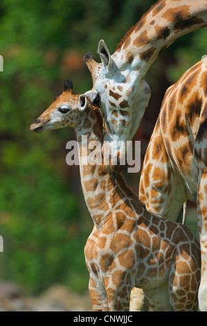 Jirafa (Giraffa camelopardalis), vaca con ternero