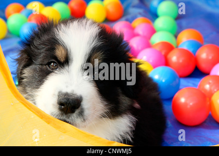 Pastor Australiano (Canis lupus familiaris) f., cachorro delante de coloridas bolas de plástico