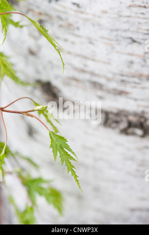 Betula pendula dalecarlica. Cortar hojas de abedul sueco