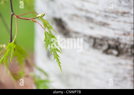 Betula pendula dalecarlica. Cortar hojas de abedul sueco