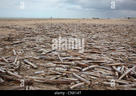 Almeja navaja común, estrechas jackknife clam, espada navaja (Ensis ensis), un montón de conchas en la playa vacía, Bélgica, Flandes, Oostduinkerke Foto de stock