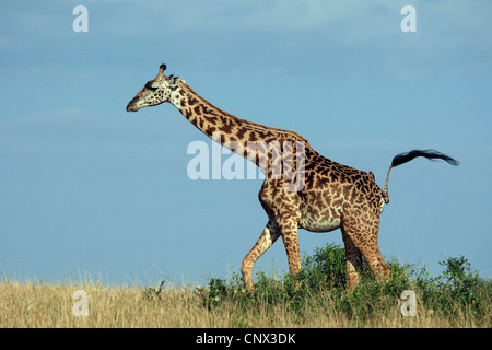 Jirafa (Giraffa camelopardalis), caminando sobre hierba seca en la sabana, Kenia, Masai Mara National Park