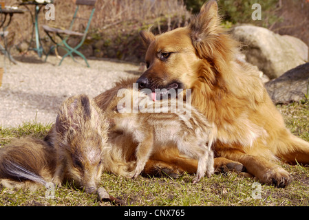 El jabalí, el cerdo, el jabalí (Sus scrofa), perro jugando con los lechones, Alemania Foto de stock
