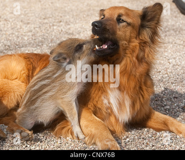 El jabalí, el cerdo, el jabalí (Sus scrofa), piglet jugando con un perro, Alemania Foto de stock