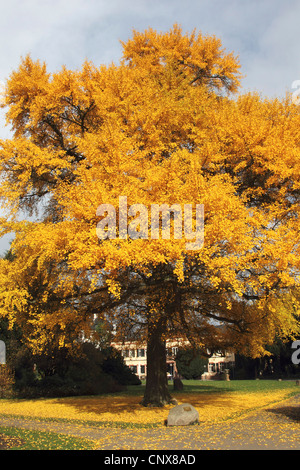 Maidenhair tree, árbol de ginkgo, Árbol Ginko, árbol de ginkgo (Ginkgo biloba), en otoño