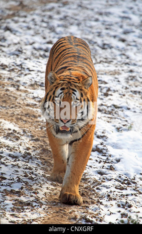 Tigre siberiano, Amurian tigre (Panthera tigris altaica), caminando sobre terreno cubiertos de nieve. Foto de stock