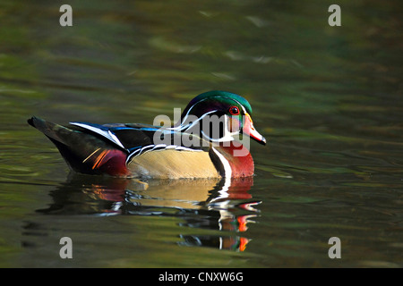Pato de madera (Aix sponsa), natación masculina, EEUU, Florida, Homosassa Foto de stock