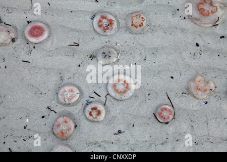 Luna jalea, Medusa común (Aurelia aurita), muerto en la playa, Suecia, Falsterbo
