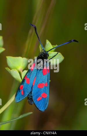 6-spot Burnett (Zygaena filipendulae, Anthrocera filipendulae), sentado en un expurgo, Italia, Sicilia