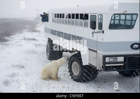 Investiga un oso polar 'Tundra buggy" en Churchill, Manitoba Foto de stock