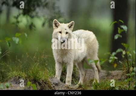 Lobo del ártico, la tundra, el lobo (Canis lupus albus, Canis lupus arctos), PUP en una compensación permanente Foto de stock