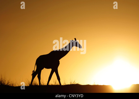 Jirafa (Giraffa camelopardalis), caminar por la sabana en frente de la puesta del sol, Sur África, Cabo Norte, el desierto de Kalahari, el Parque Transfronterizo Kgalagadi