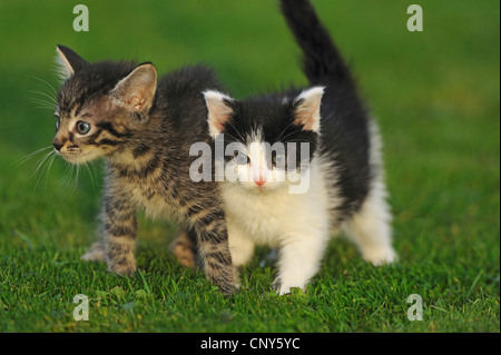 Gato doméstico, los gatos domésticos (Felis silvestris catus) f., dos cachorros de lado a lado sobre el césped, uno gris y con rayas, uno brindled y en blanco y negro