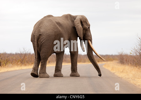 Bull elefante solitario en la carretera