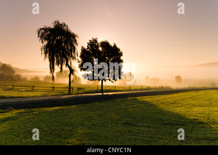 Los prados y las siluetas de los árboles en la niebla por la mañana temprano al amanecer, Alemania, Sajonia, Vogtland, Vogtlaendische Schweiz Foto de stock
