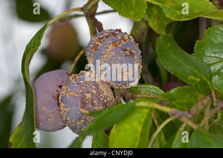 La podredumbre parda (Monilia fructigena, Monilinia fructigena), ensuciando el ciruelo, Alemania Foto de stock