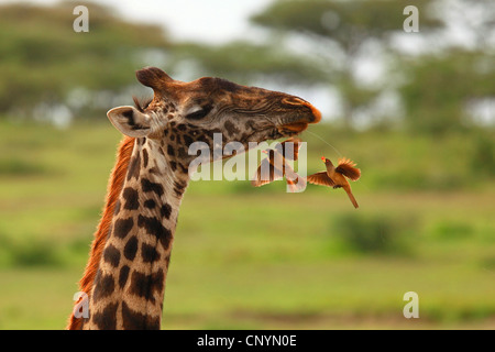Jirafa (Giraffa camelopardalis), rojo-facturados oxpecker comer otros insectos, Tanzania, el Área de Conservación de Ngorongoro Foto de stock